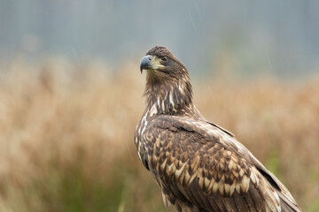 Portrait of a large bird of prey