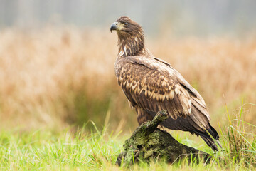 Obraz premium An eagle sitting on a tree stump in golden autumn colors