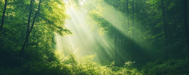 Obraz premium Sunlight streaming through a lush green forest