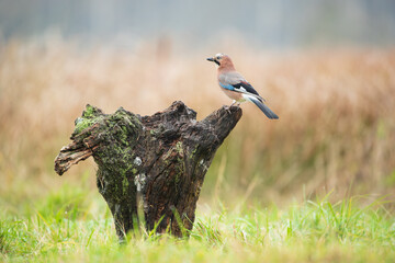 A colorful bird on a stump in warm autumn colors
