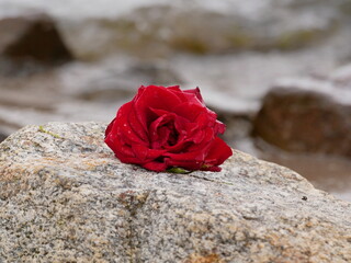 A single rose on the beach hints at a sea burial. Symbolizing transience and farewell, a...