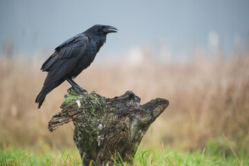Portrait of a raven sitting on a stump