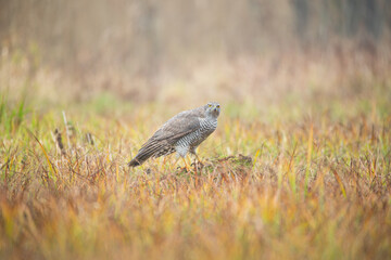 A hawk perched on a mossy tree stump in a colorful autumn meadow