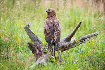 A brown bird of prey sitting on a spreading stump in a meadow