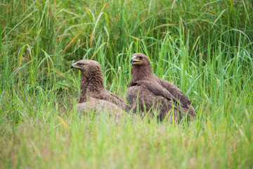 Two lesser spotted eagles in a meadow among tall grass
