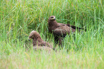 A pair of birds of prey in the tall grass