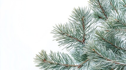 Obraz premium A photo of a pine branch with snow on it against a white backdrop