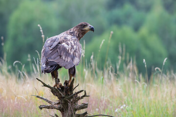 A white tailed eagle on a stump looking back