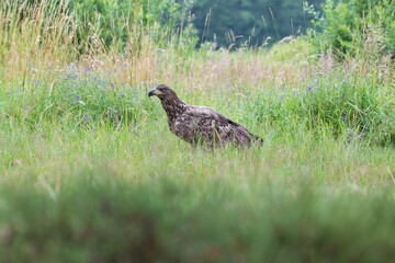 Landscape with a white-tailed eagle among summer grass