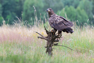 A large bird of prey in a summer meadow