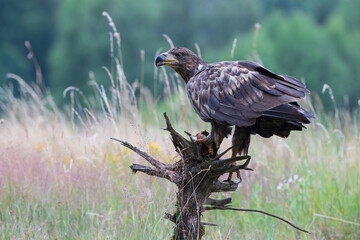 A beautiful bird of prey on a tree stump