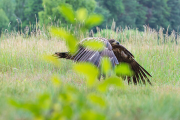 A white-tailed eagle flying over a meadow with leaves in the foreground