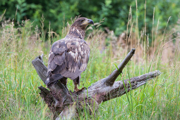 White-tailed eagle among vegetation in a wild meadow