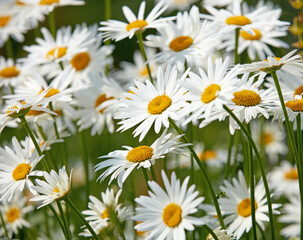 Daisy, flowers and nature with growth, environment and leaves with plants, sustainability and spring. Empty, countryside and floral with marguerite, gardening or natural with agriculture or landscape