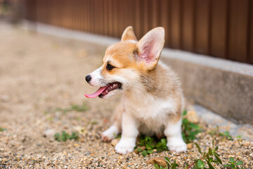 Welsh corgi pembroke puppy playing in the yard