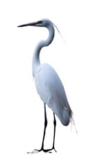 Naklejka premium Great White Heron Bird, on Transparent PNG Background, Photo Realistic, Wallpaper, Cover and Screen for Smartphone, PC, Laptop, Transparent PNG