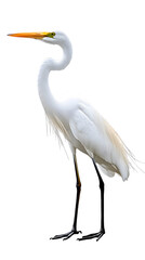 Great White Heron Bird, on Transparent PNG Background, Photo Realistic, Wallpaper, Cover and Screen for Smartphone, PC, Laptop, Transparent PNG