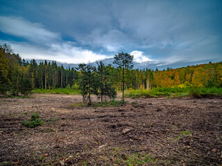 Obraz premium Wiederaufforstung nach Abholzung im Mischwald
