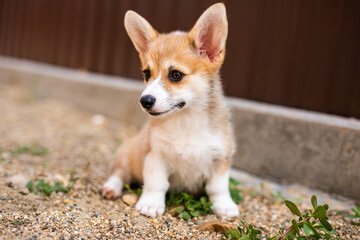 Welsh corgi pembroke puppy playing in the yard