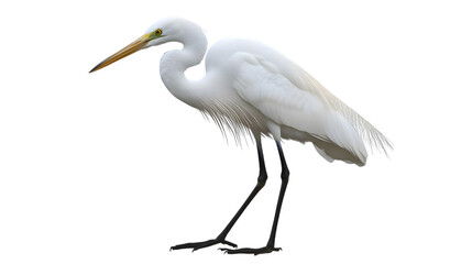 Great White Heron Bird, on Transparent PNG Background, Photo Realistic, Wallpaper, Cover and Screen for Smartphone, PC, Laptop, Transparent PNG