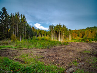 Wiederaufforstung nach Abholzung im Mischwald