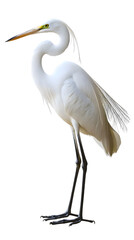 Obraz premium Great White Heron Bird, on Transparent PNG Background, Photo Realistic, Wallpaper, Cover and Screen for Smartphone, PC, Laptop, Transparent PNG