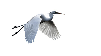 Obraz premium Great White Heron Bird, on Transparent PNG Background, Photo Realistic, Wallpaper, Cover and Screen for Smartphone, PC, Laptop, Transparent PNG