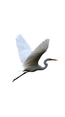 Great White Heron Bird, on Transparent PNG Background, Photo Realistic, Wallpaper, Cover and Screen for Smartphone, PC, Laptop, Transparent PNG