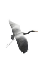 Obraz premium Great White Heron Bird, on Transparent PNG Background, Photo Realistic, Wallpaper, Cover and Screen for Smartphone, PC, Laptop, Transparent PNG