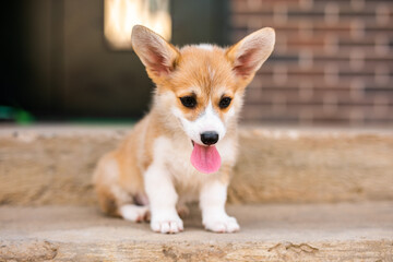 Welsh corgi pembroke puppy playing in the yard