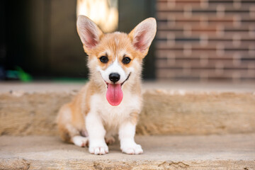 Welsh corgi pembroke puppy playing in the yard