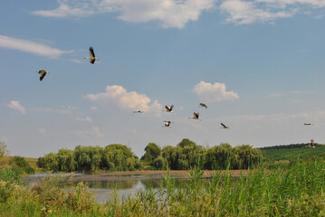 a flock of storks flies over a lake on a sunny summer day