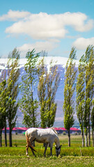 Fototapeta premium Horse Grazing in a Spring Meadow with Mountains in the Background