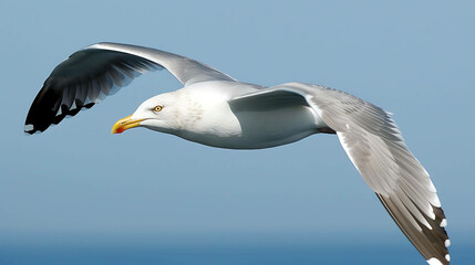 Seagull in flight. The seagull is flying in the sky with its wings spread wide. The bird is white with gray markings on its wings and a yellow beak.