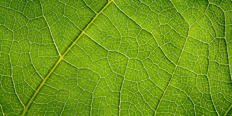 Green leaf texture macro background