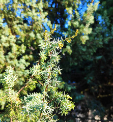 Juniper evergreen, twigs and needles. Coniferous tree, natural green background with juniper tree.. Beautiful green juniper branch