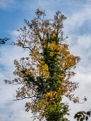 Herbst im Mischwald