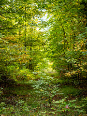 Fototapeta premium Herbst im Mischwald
