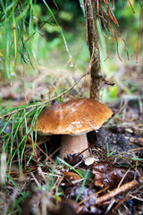 mushroom in the forest