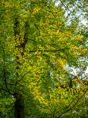 Herbst im Mischwald