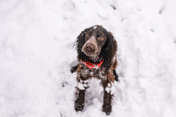 Russian spaniel dog walking outside in winter, playing with me, coming into snowdrifts. The benefits of active walks for hunting dogs