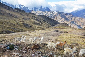 Fototapeta premium Alpaca