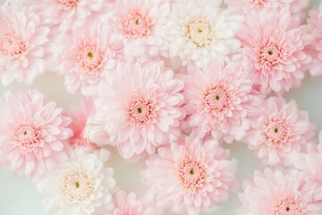  soft pink chrysanthemums gently floating in a milky bath, with delicate petals scattered around, creating a serene and ethereal ambiance
