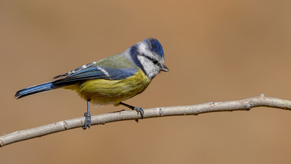 Eurasian Blue Tit bird perching on a branch