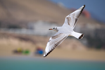 Fototapeta premium Lachmöwe (Chroicocephalus ridibundus) im Jugendkleid mit noch braun gemusterten Flügeln, fliegt vor einem Strand mit Gebäuden - Fuerteventura