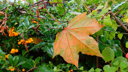 Colorful Autumn Leaves Contrasting With Vibrant Green Foliage in a Garden