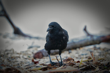 bird on the ground