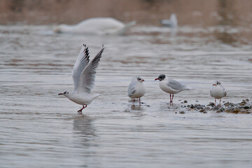 seagulls on the beach
