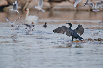 Swan and cormorant