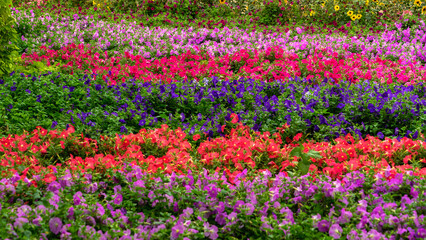 Flower beds with petunia flowers in miracle garden in Dubai, United Arab Emirates